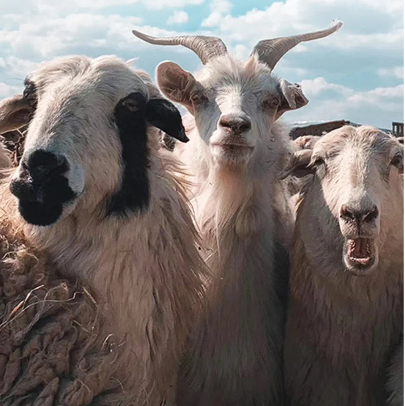 Sous-vêtements Thermiques en Laine Merinos pour Hommes et Femmes – Pantalon Long John d’Hiver avec Cashmere et Soie BLACKBEARD OUTDOOR INDUSTRIES