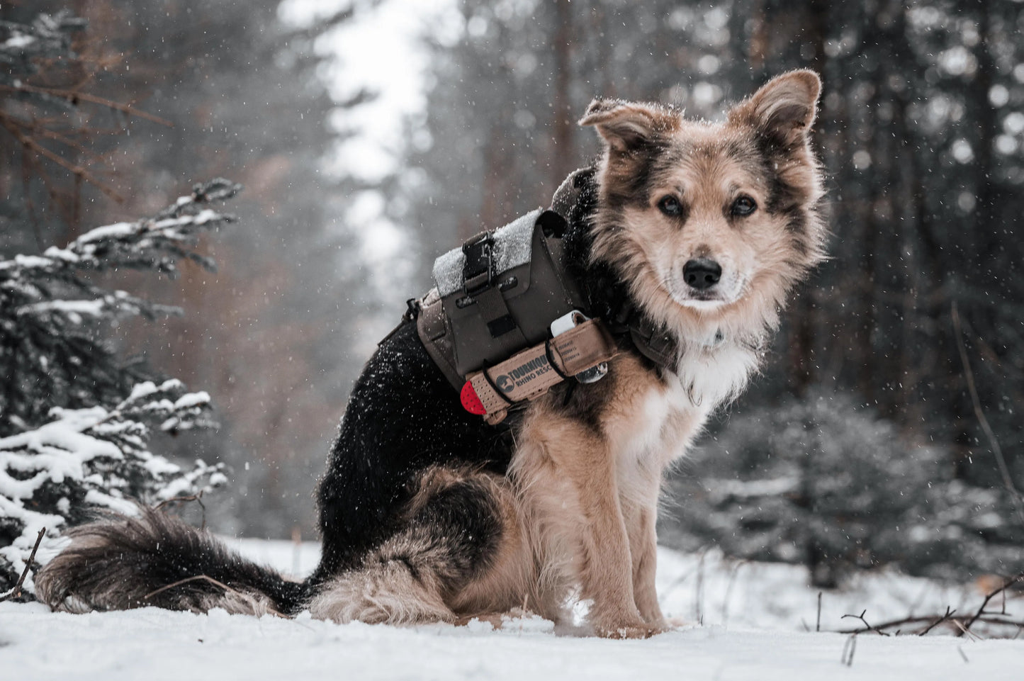 RHINO RESCUE - Housse de Tourniquet avec Tourniquet Métallique, Ciseaux et Support MOLLE pour Premiers Secours, Idéal pour Camping et Tactiques - BLACKBEARD OUTDOOR INDUSTRIES