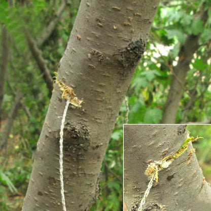 Scie de Poche 5-en-1 Outdoor Professionnelle – Outil de Survie d’Urgence pour Voyage et Plein Air - BLACKBEARD OUTDOOR INDUSTRIES