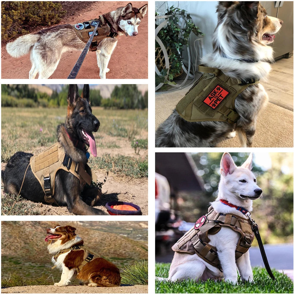Harnais Tactique PETRAVEL pour Grand Chien – Ensemble Harnais + Collier + Laisse avec Système MOLLE Ma boutique