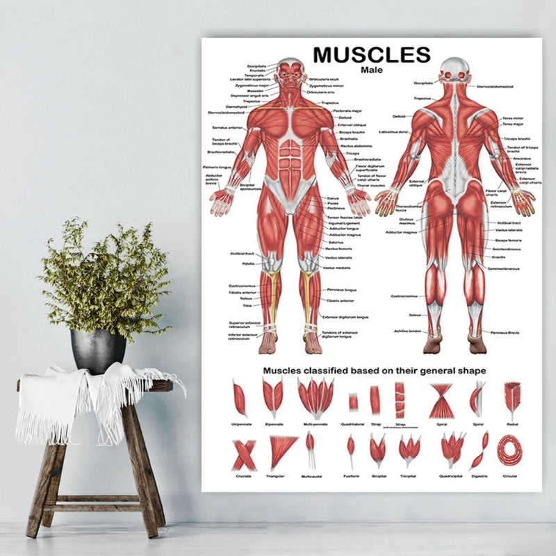 Affiche Anatomique Professionnelle du Système Musculaire Humain – 50x70 cm Ma boutique