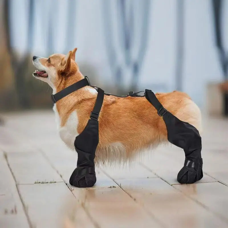Chaussettes Chien Antidérapantes avec Bretelles – Protège Pattes Pluie & Extérieur - BLACKBEARD OUTDOOR INDUSTRIES