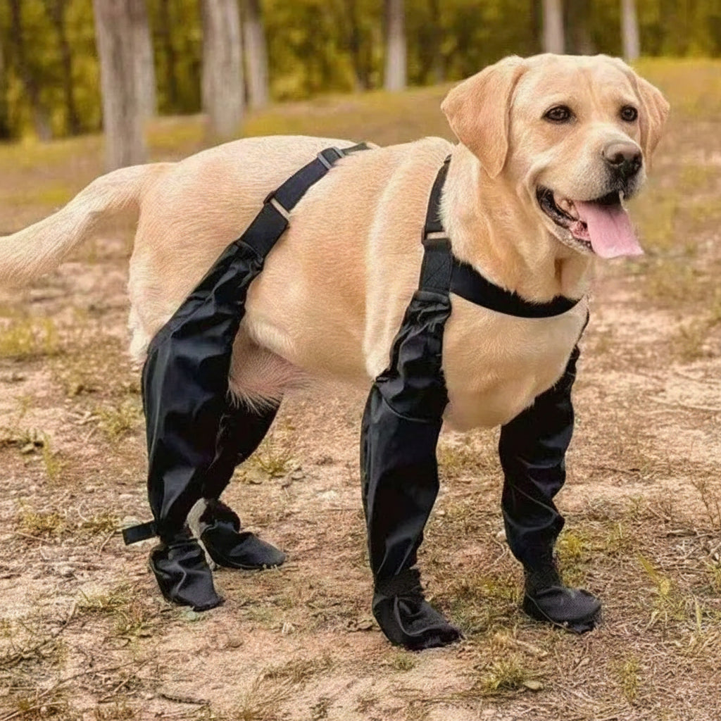 Chaussettes Chien Antidérapantes avec Bretelles – Protège Pattes Pluie & Extérieur - BLACKBEARD OUTDOOR INDUSTRIES